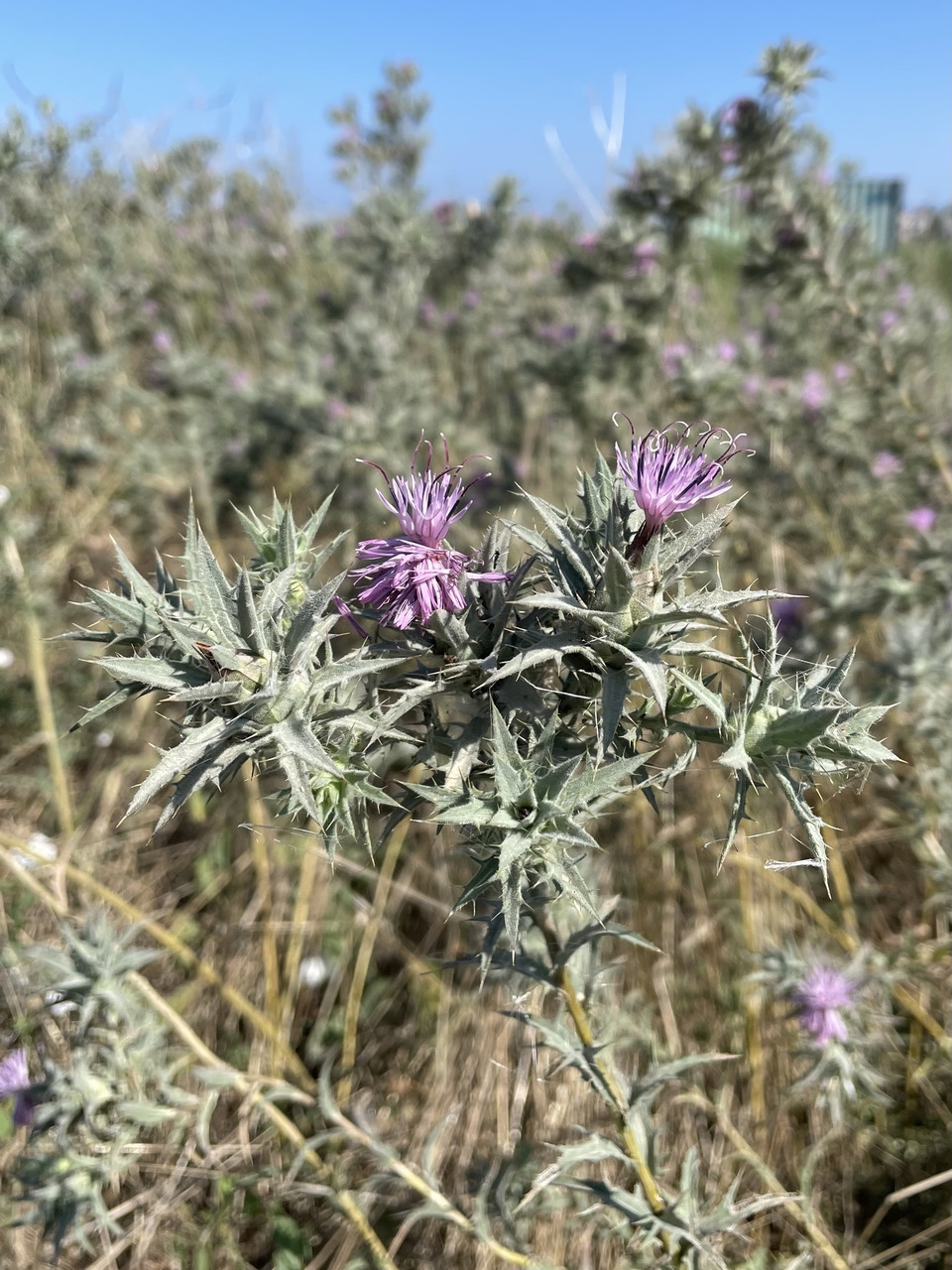 Via inaturalist. Licensed under Attribution-NonCommercial 4.0.International.