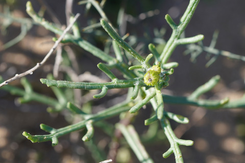Via inaturalist. Licensed under Attribution-NonCommercial 4.0.International.