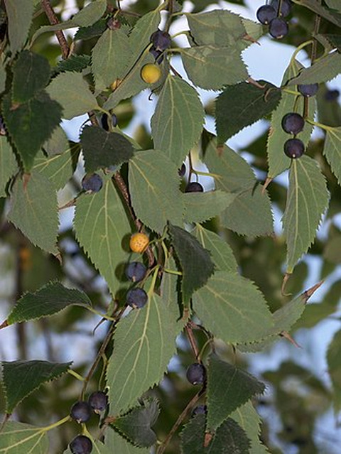 Celtis australis L.
