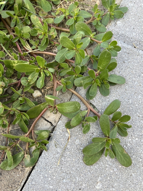Via inaturalist. Licensed under Attribution-NonCommercial 4.0.International.