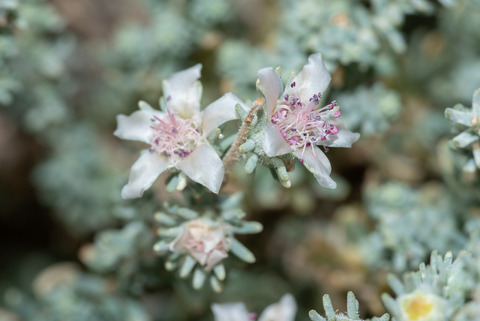 Via inaturalist. Licensed under Attribution-NonCommercial 4.0.International.