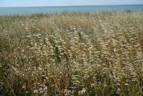 Via inaturalist. Licensed under Attribution-NonCommercial 4.0.International.