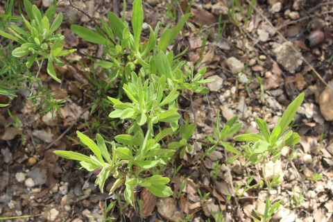 Dittrichia viscosa (L.) Greuter