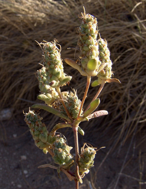 Via inaturalist. Licensed under Attribution-NonCommercial 4.0.International.