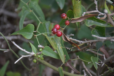 Smilax aspera L.
