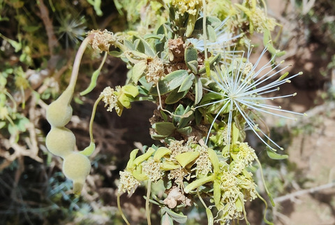 Via inaturalist. Licensed under Attribution-NonCommercial 4.0.International.