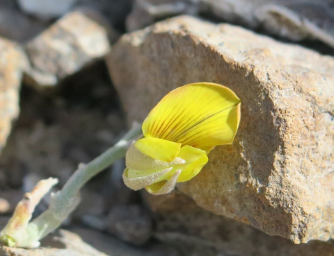 Via inaturalist. Licensed under Attribution-NonCommercial 4.0.International.