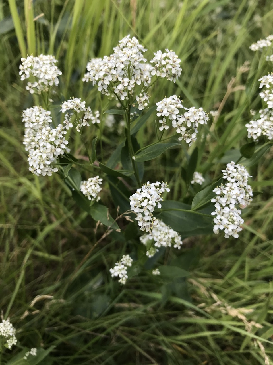 Via inaturalist. Licensed under Attribution-NonCommercial 4.0.International.