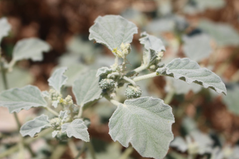 Chrozophora tinctoria (L.) A.Juss.