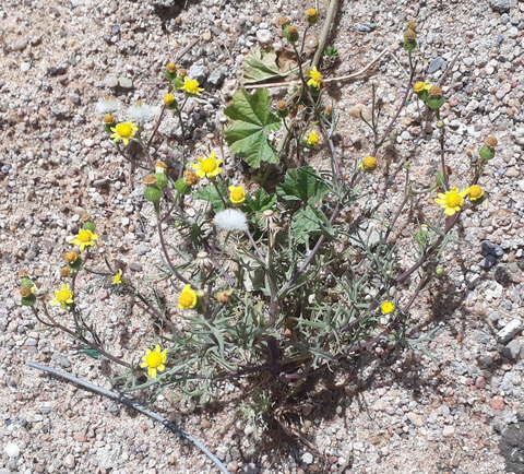 Via inaturalist. Licensed under Attribution-NonCommercial 4.0.International.