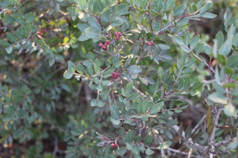 Pistacia lentiscus L.