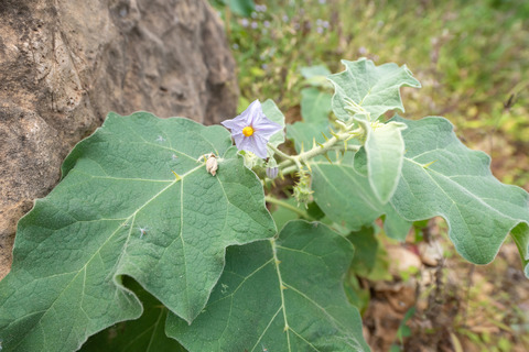 Via inaturalist. Licensed under Attribution-NonCommercial 4.0.International.