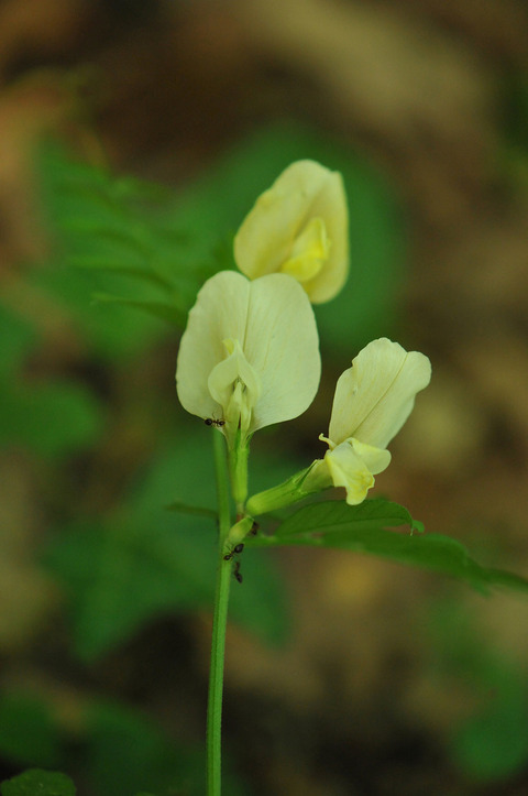 Via inaturalist. Licensed under Attribution-NonCommercial 4.0.International.