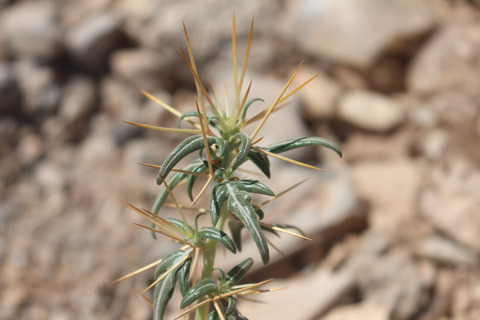 Xanthium spinosum L.