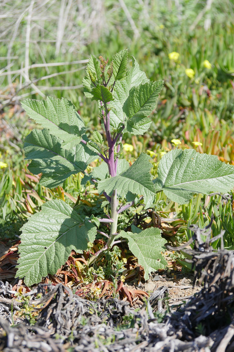 Via inaturalist. Licensed under Attribution-NonCommercial 4.0.International.