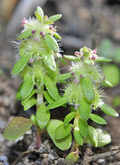 Valantia hispida L.