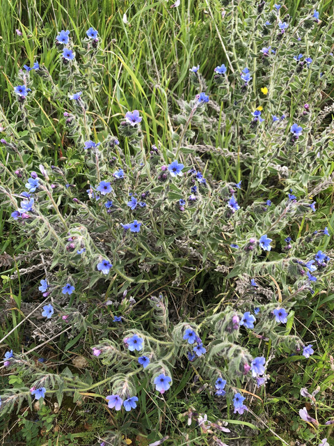 Via inaturalist. Licensed under Attribution-NonCommercial 4.0.International.