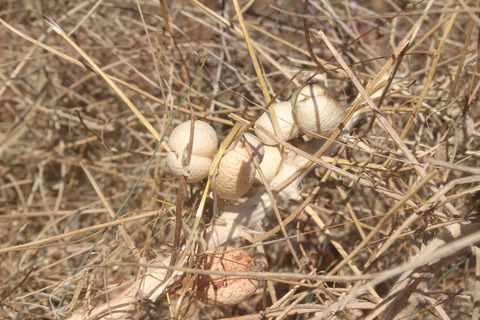 Astragalus macrocarpus DC.