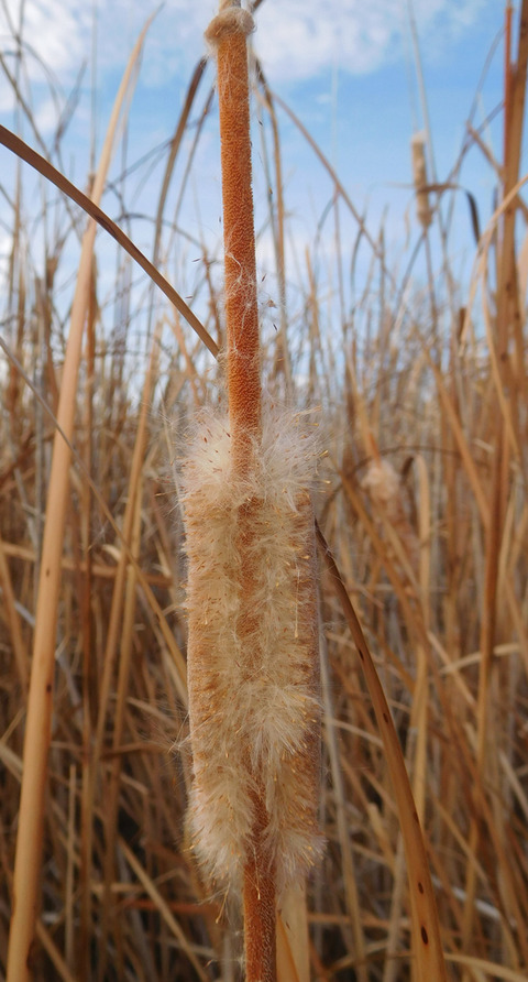 Via inaturalist. Licensed under Attribution-NonCommercial 4.0.International.