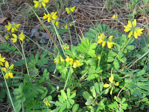 Via inaturalist. Licensed under Attribution-NonCommercial 4.0.International.