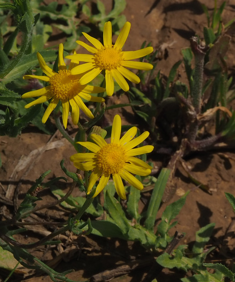 Via inaturalist. Licensed under Attribution-NonCommercial 4.0.International.