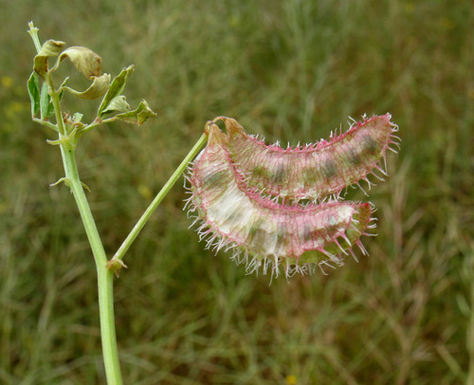 Via inaturalist. Licensed under Attribution-NonCommercial 4.0.International.