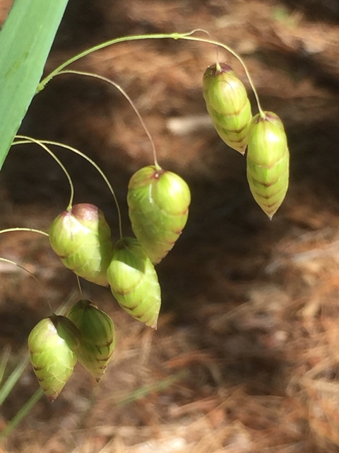 Via inaturalist. Licensed under Attribution-NonCommercial 4.0.International.