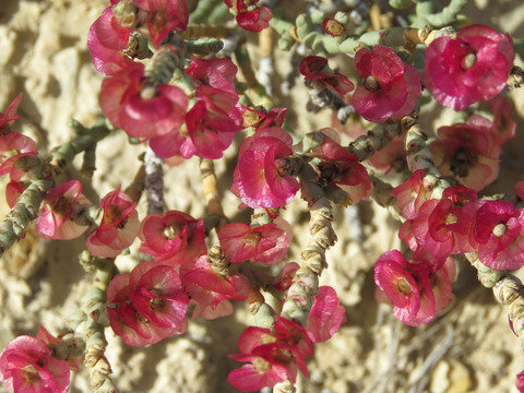 Via inaturalist. Licensed under Attribution-NonCommercial 4.0.International.
