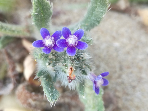Hormuzakia aggregata (Lehm.) Gusul.