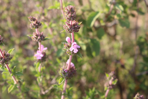 Satureja thymbra L.