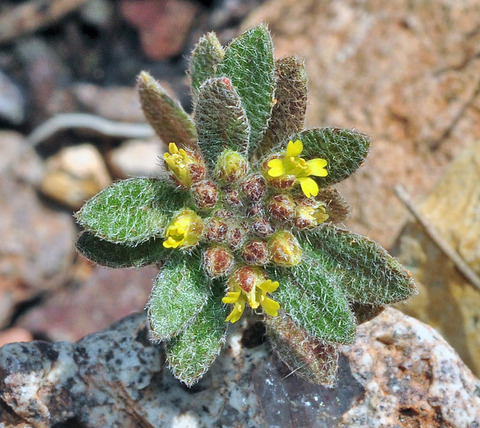 Via inaturalist. Licensed under Attribution-NonCommercial 4.0.International.