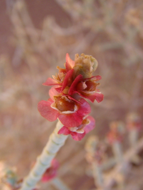 Via inaturalist. Licensed under Attribution-NonCommercial 4.0.International.