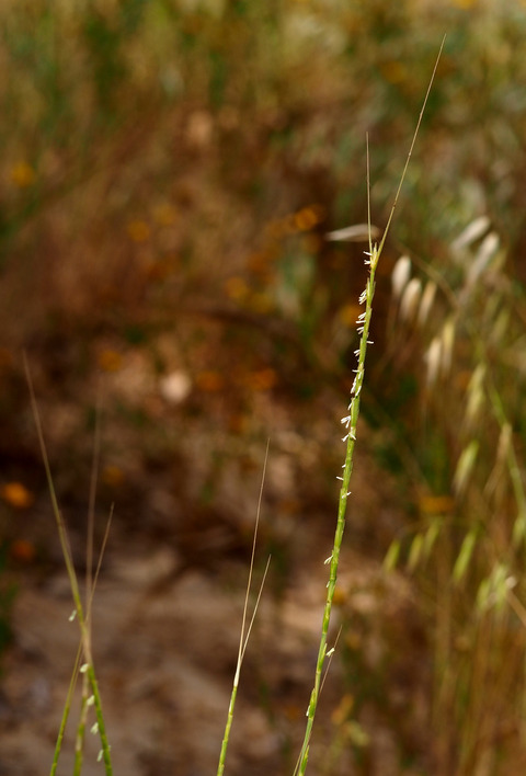 Via inaturalist. Licensed under Attribution-NonCommercial 4.0.International.