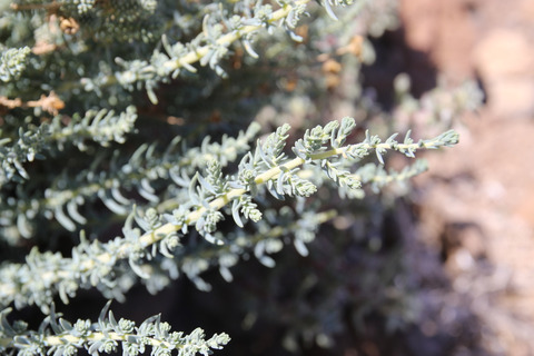 Via inaturalist. Licensed under Attribution-NonCommercial 4.0.International.