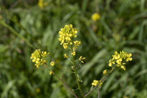 Sinapis alba L.