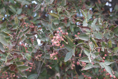 Pistacia atlantica Desf.