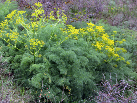 Via inaturalist. Licensed under Attribution-NonCommercial 4.0.International.