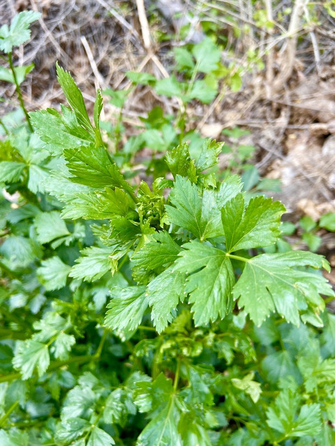 Via inaturalist. Licensed under Attribution-NonCommercial 4.0.International.
