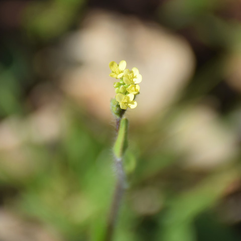 Biscutella didyma L.