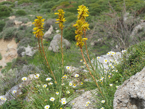 Via inaturalist. Licensed under Attribution-NonCommercial 4.0.International.