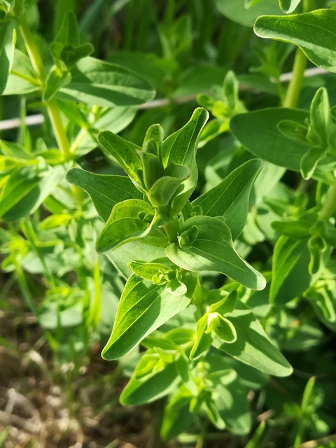 Via inaturalist. Licensed under Attribution-NonCommercial 4.0.International.