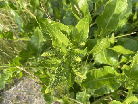 Via inaturalist. Licensed under Attribution-NonCommercial 4.0.International.