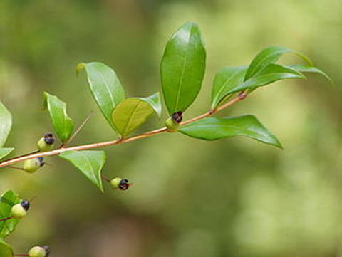 Wikidata
