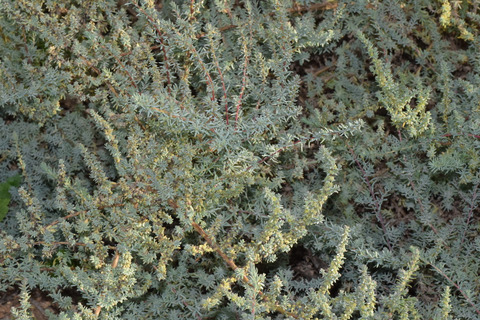 Suaeda fruticosa (L.) Forssk.