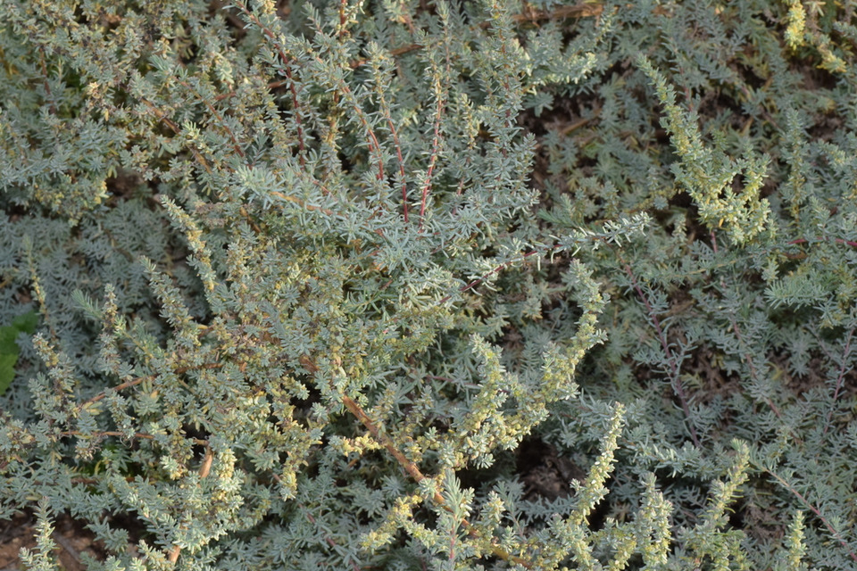 Via inaturalist. Licensed under Attribution-NonCommercial 4.0.International.