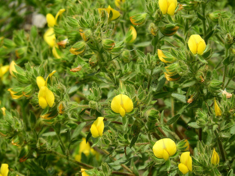 Ononis pubescens L.