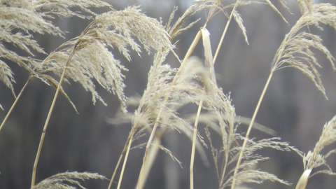 Via inaturalist. Licensed under Attribution-NonCommercial 4.0.International.