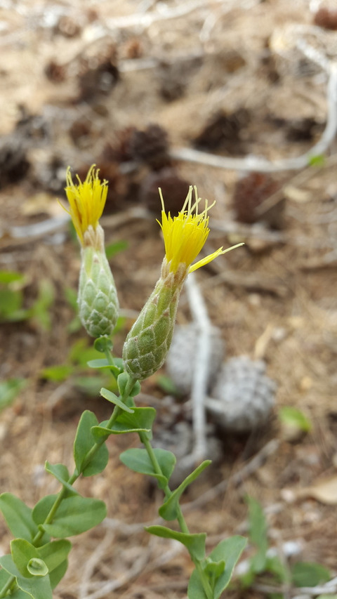 Via inaturalist. Licensed under Attribution-NonCommercial 4.0.International.