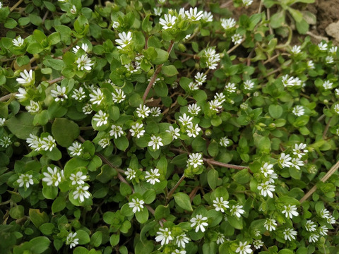 Stellaria media (L.) Vill.