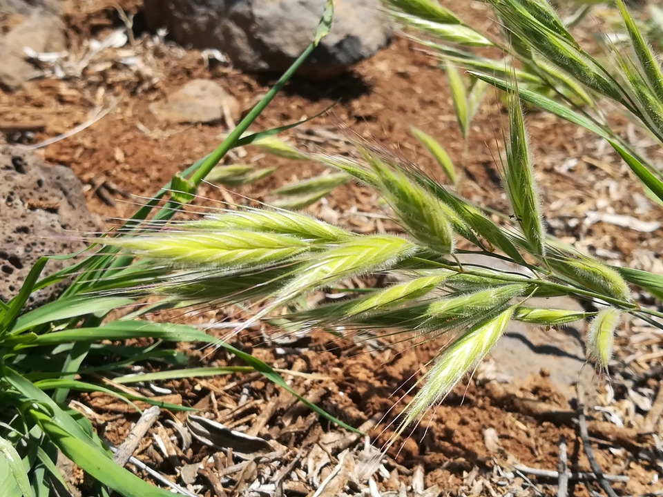 Via inaturalist. Licensed under Attribution-NonCommercial 4.0.International.